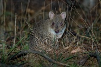 Klokanek Gaimarduv - Bettongia gaimardi - Eastern Bettong 4646